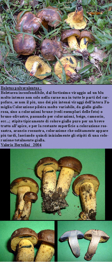 Boletus pulverulentus